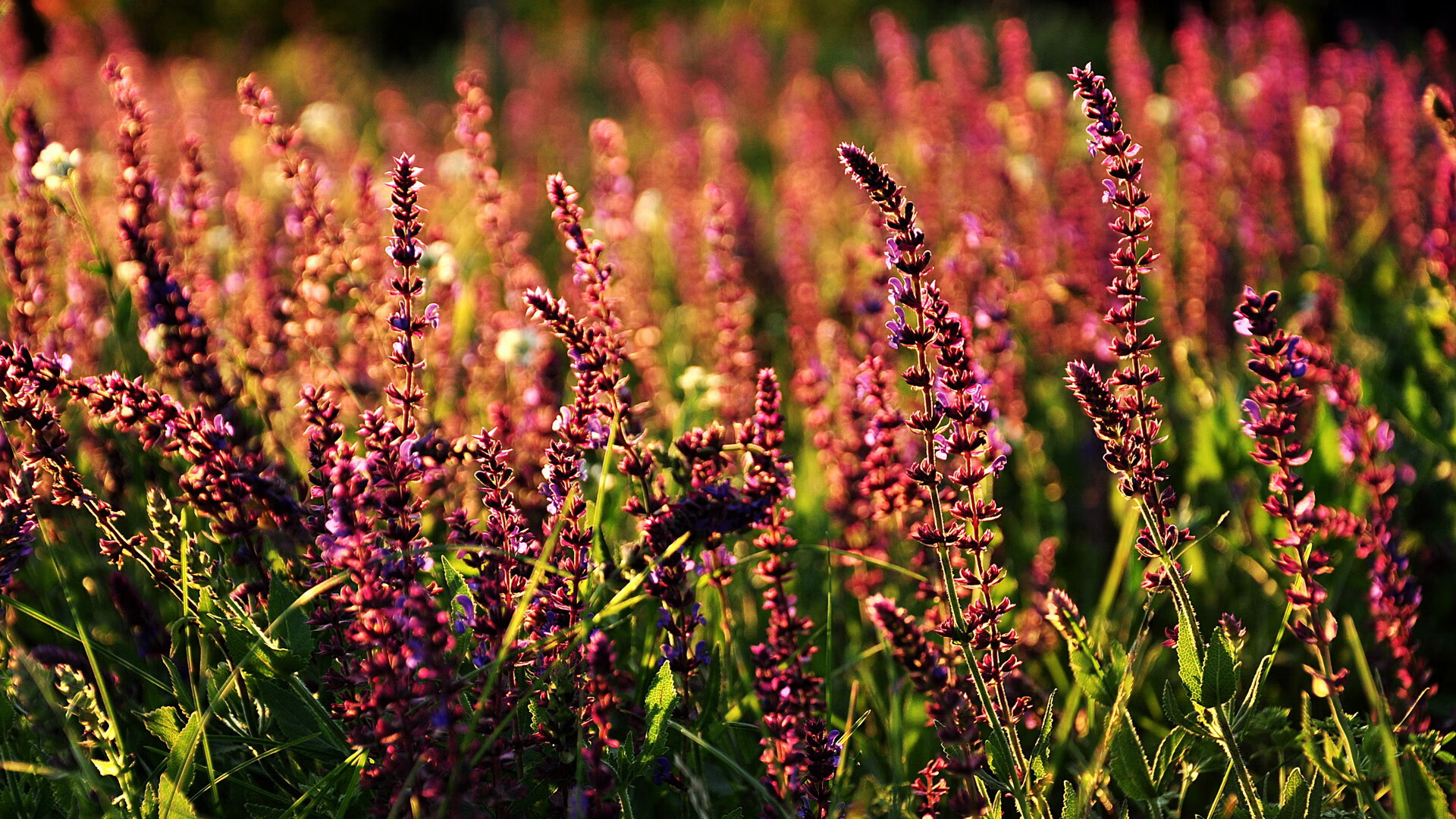 九游在线玩-“足球场馆智能化管理系统正式投入使用”，足球场馆建设